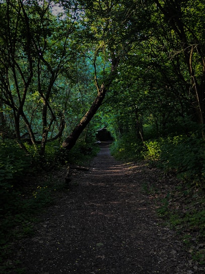 a dirt road surrounded by trees and bushes