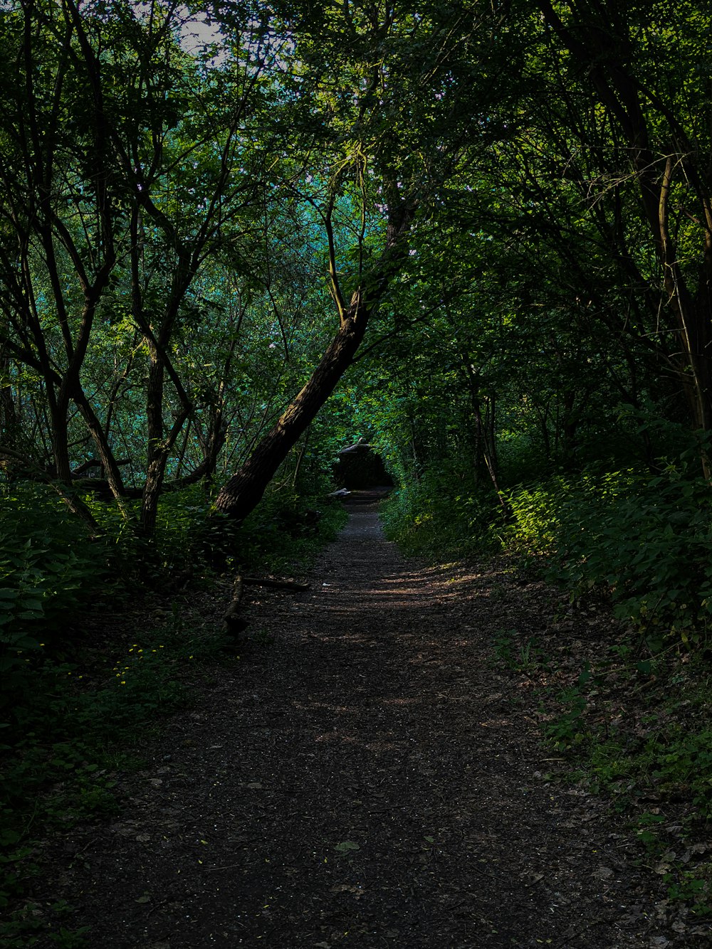 a dirt road surrounded by trees and bushes