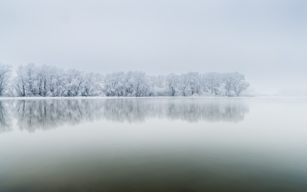 a large body of water surrounded by trees