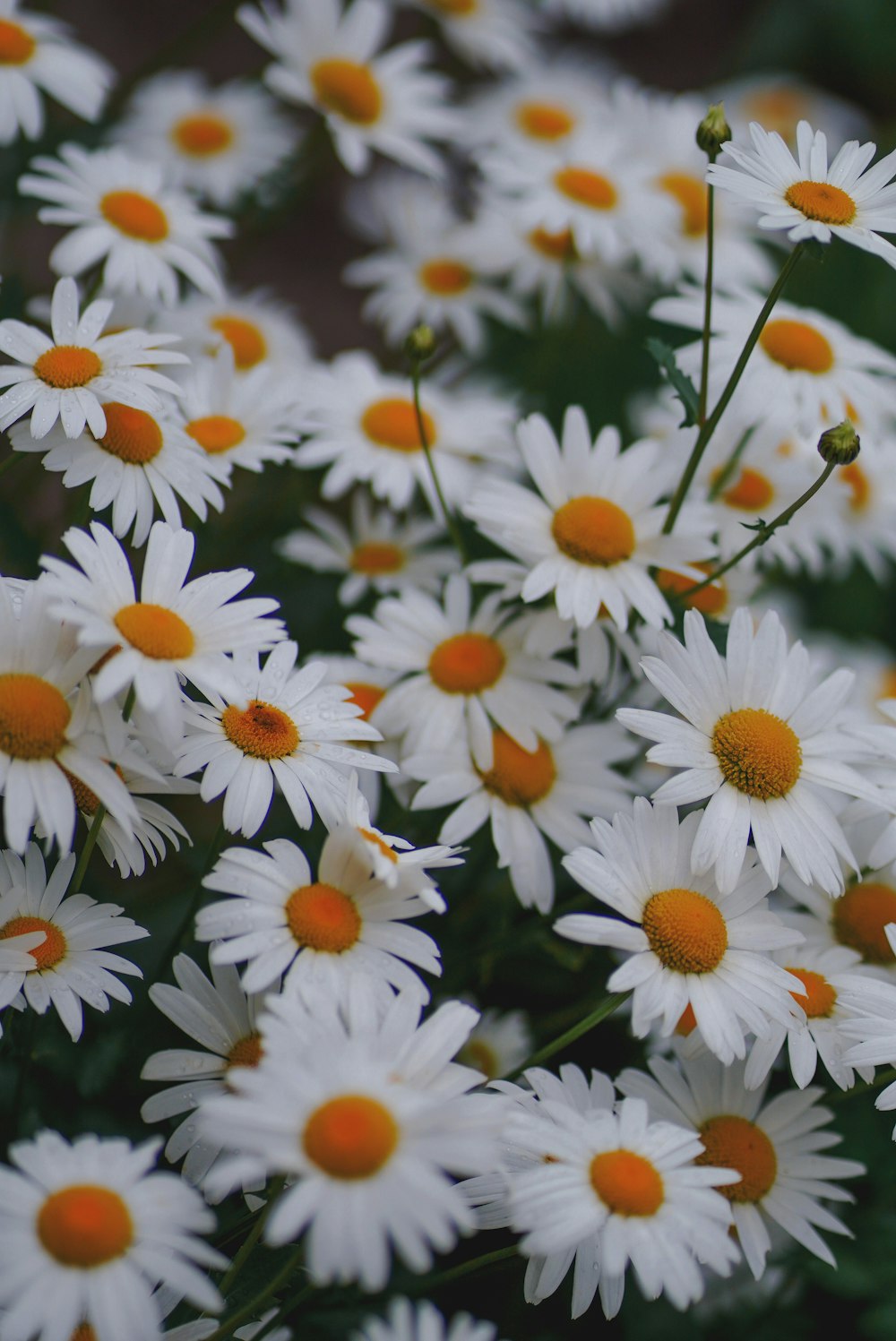 주황색 중심이있는 흰색 꽃 무리