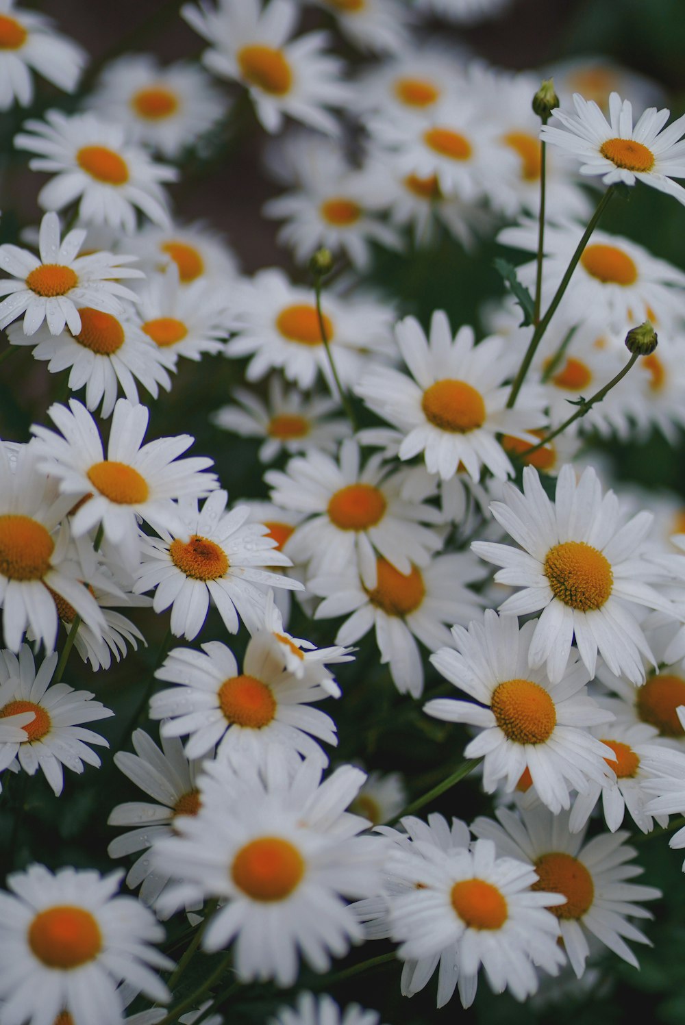 un bouquet de fleurs blanches avec des centres orange