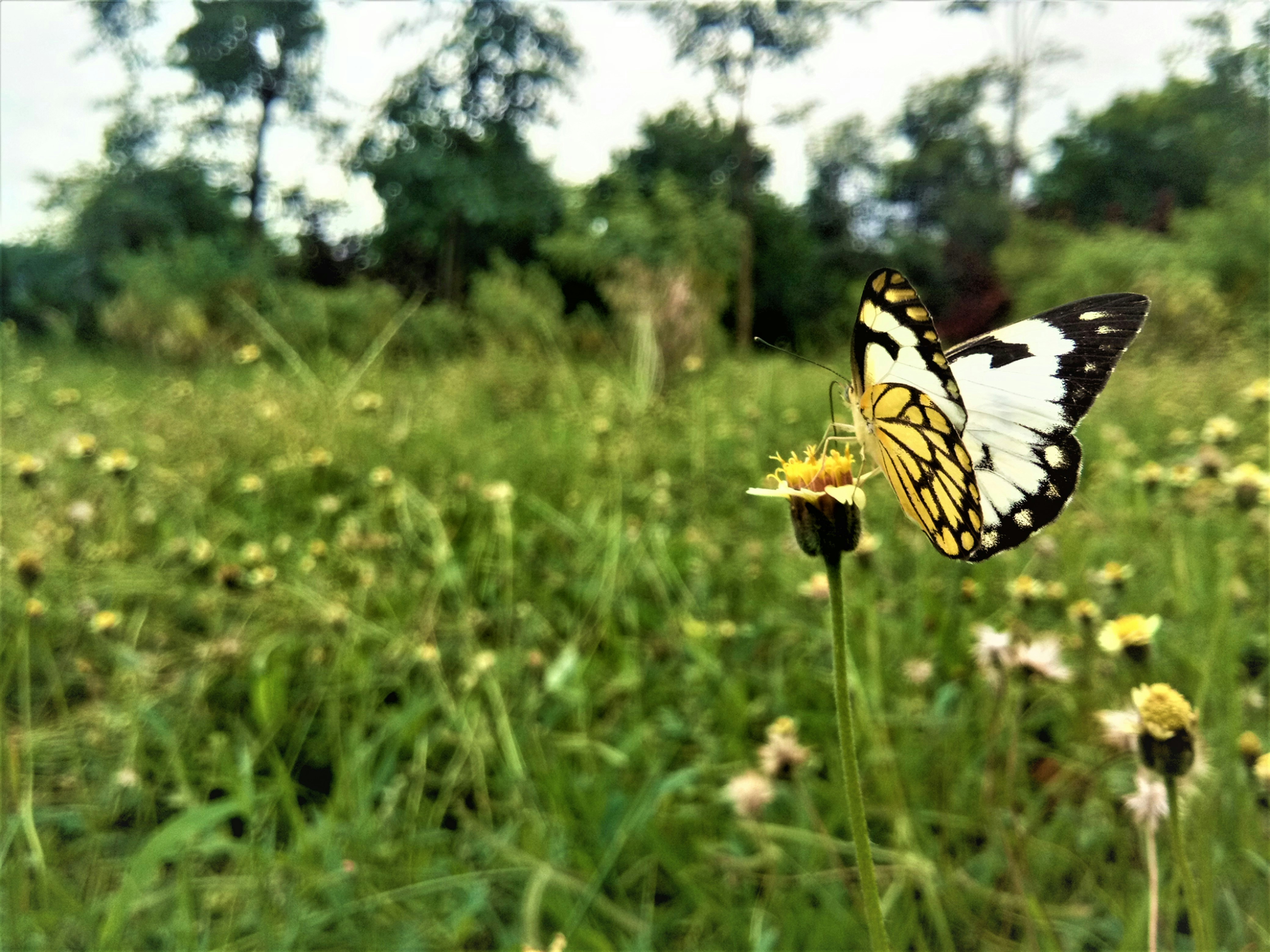 a butterfly that is sitting on a flower