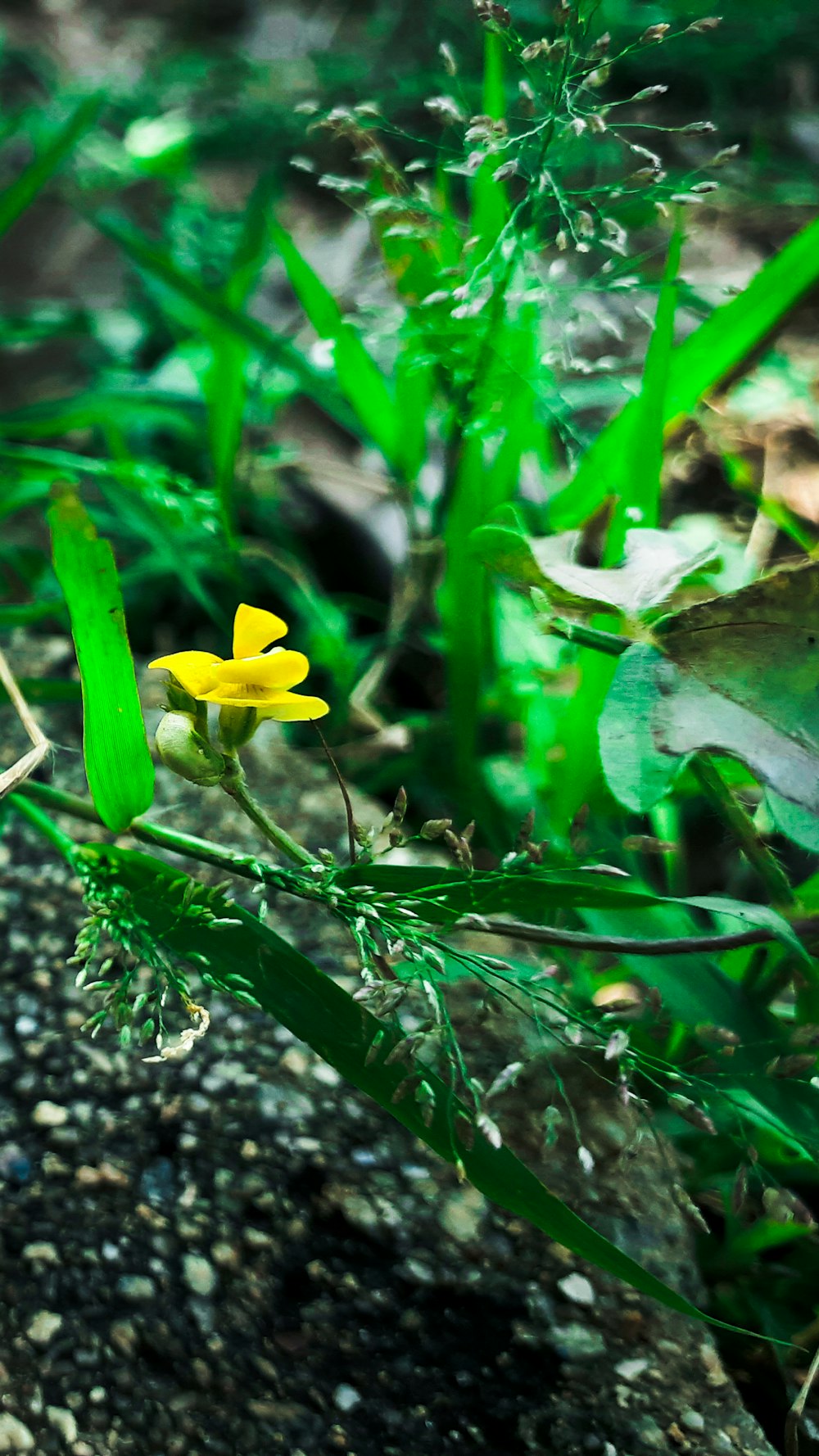 a small yellow flower sitting on top of a lush green field