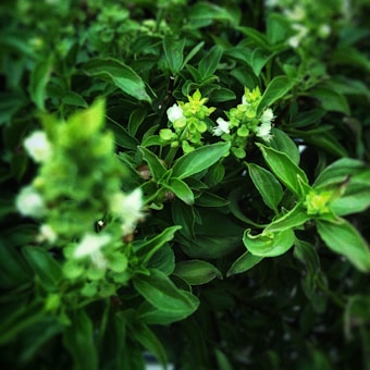 A close-up of vibrant green basil leaves with small white flowers interspersed among them. The leaves appear fresh and lush, creating a dense and natural texture.