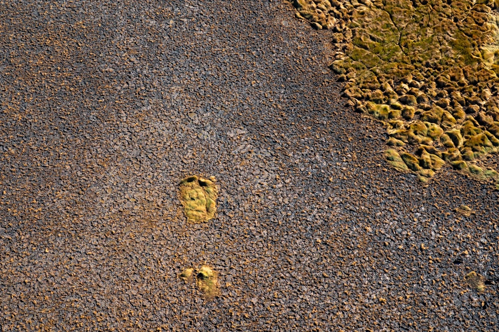 a bird's foot prints in the gravel