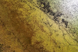 Aerial view of a landscape featuring a blend of earthy tones with textures resembling vegetation or moss. The dominant texture is a mix of brown and green hues, with darker areas suggesting possibly shadowed or denser plant growth. The top right area appears more reflective, indicating water or a wet surface.