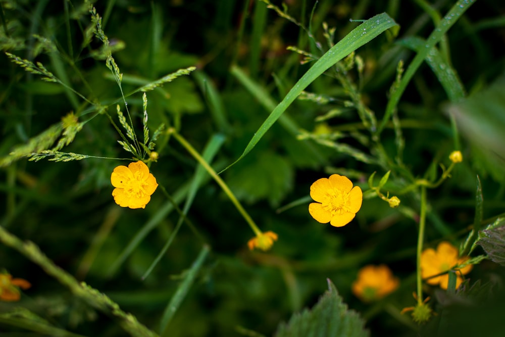 a close up of some yellow flowers in the grass
