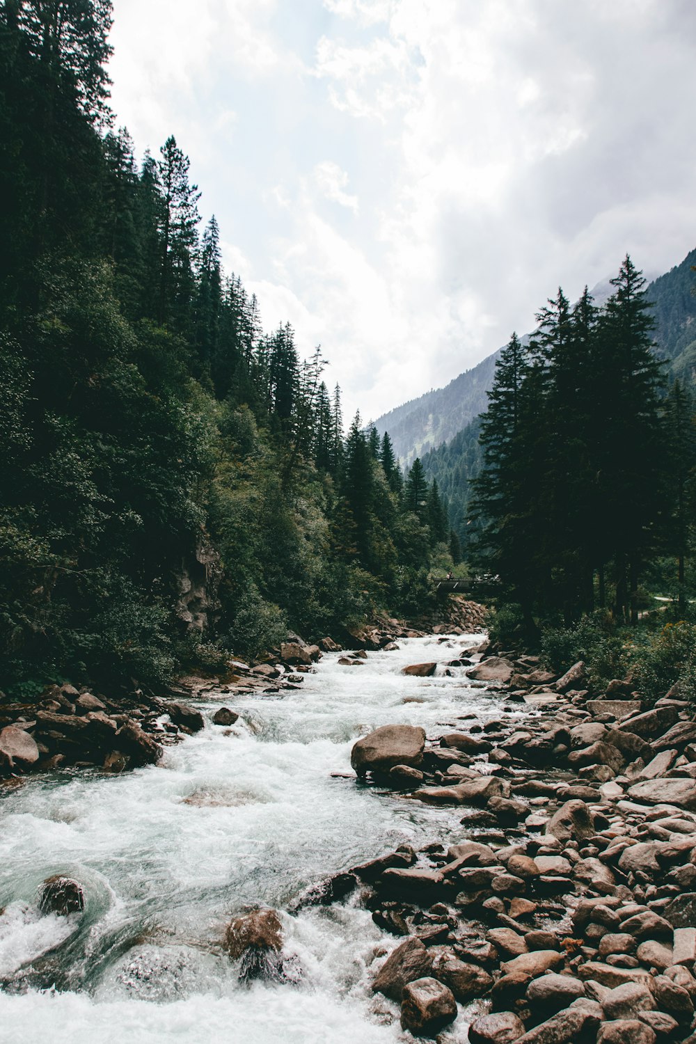 Un río que atraviesa un frondoso bosque verde