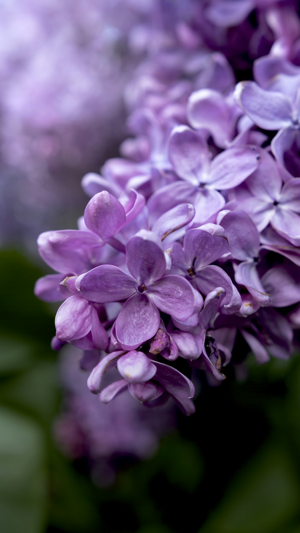 a close up of a bunch of purple flowers