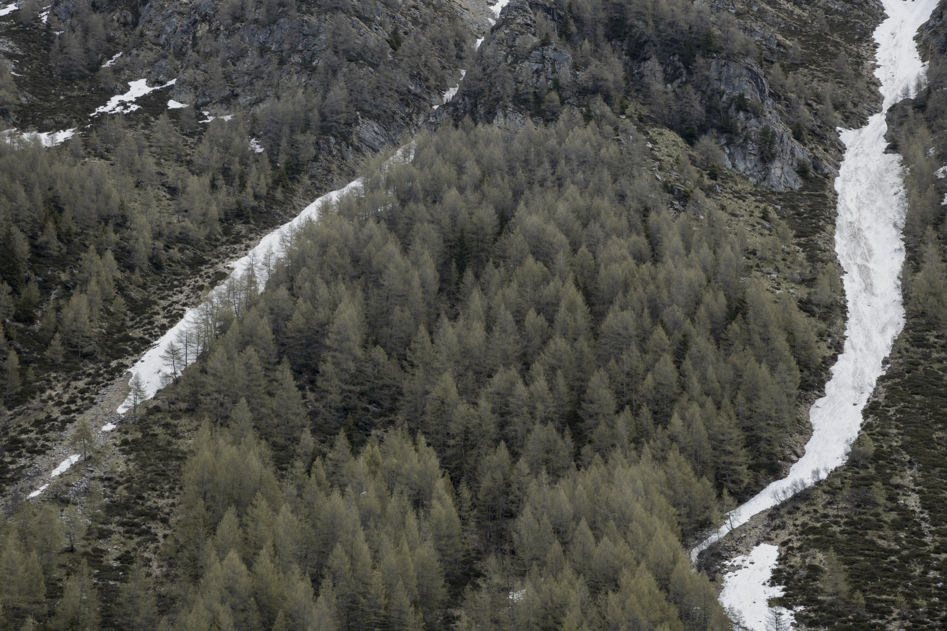 Snowy forest and ski runs on the mountainside above Bormio, skiing Bormio in winter