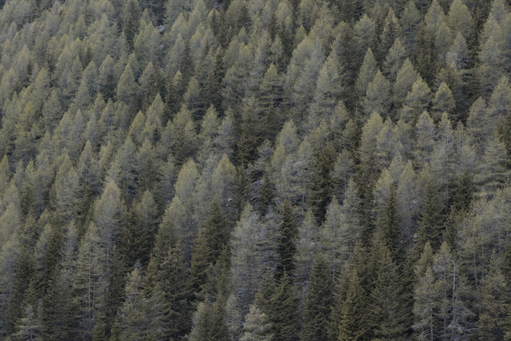 a large group of trees in the middle of a forest