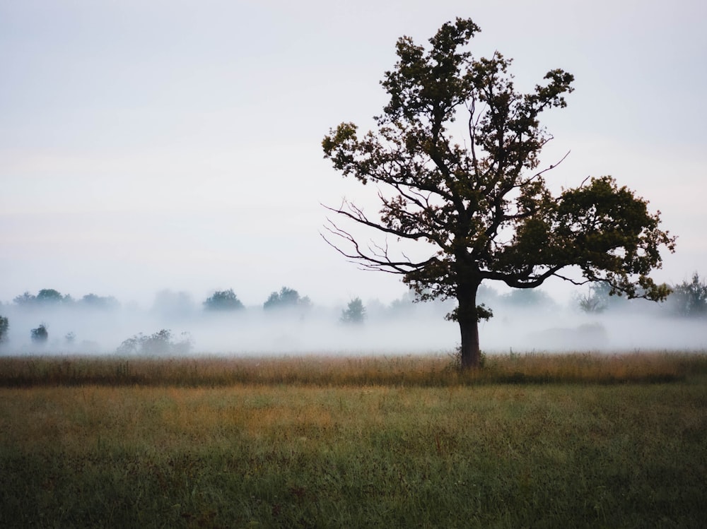 a lone tree in a field with fog in the background