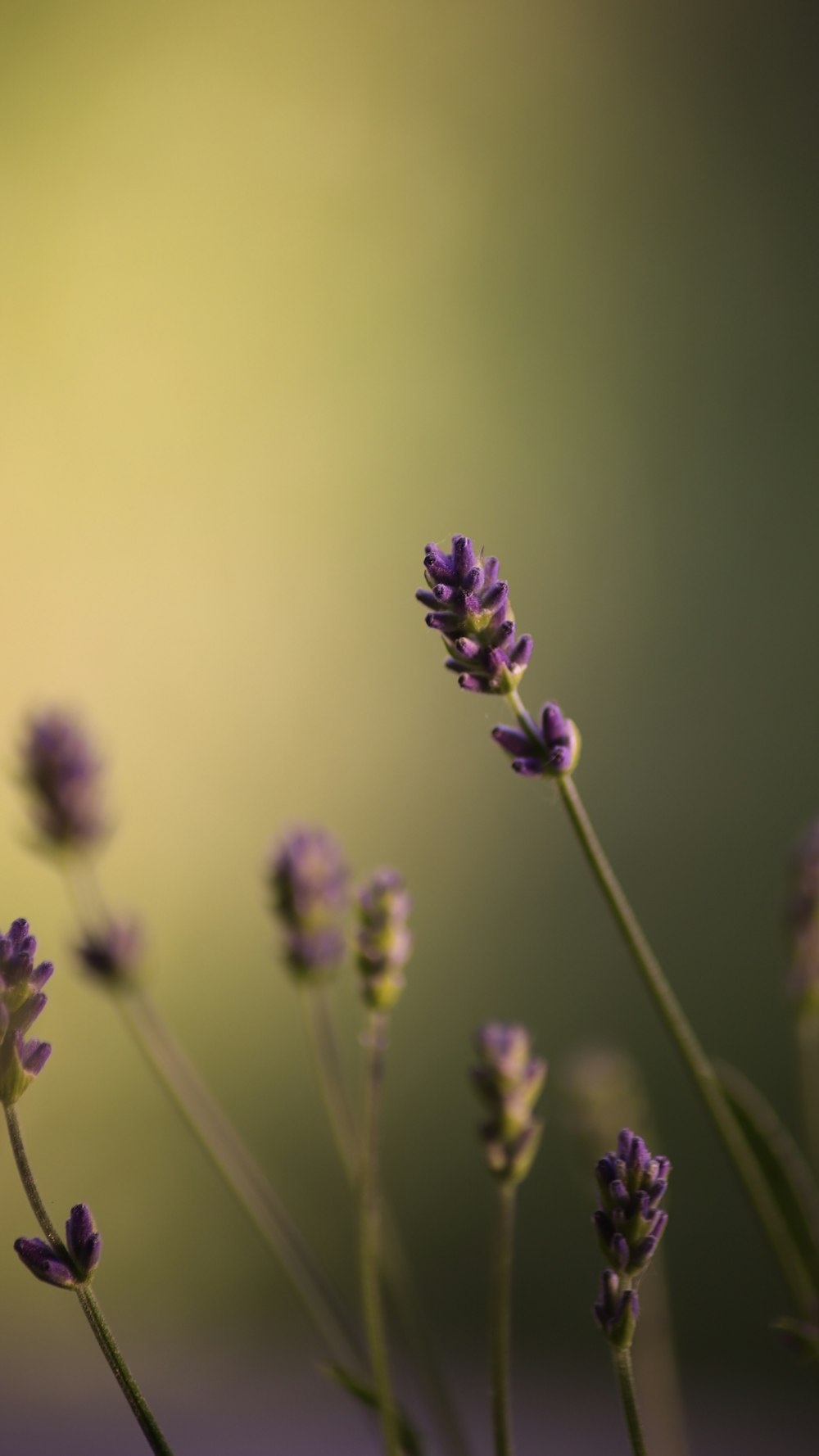 um close up de um ramo de flores de lavanda