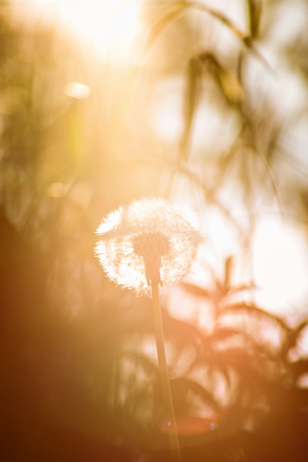 a close up of a dandelion on a sunny day