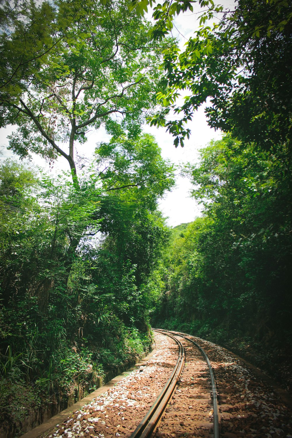 a train track running through a lush green forest