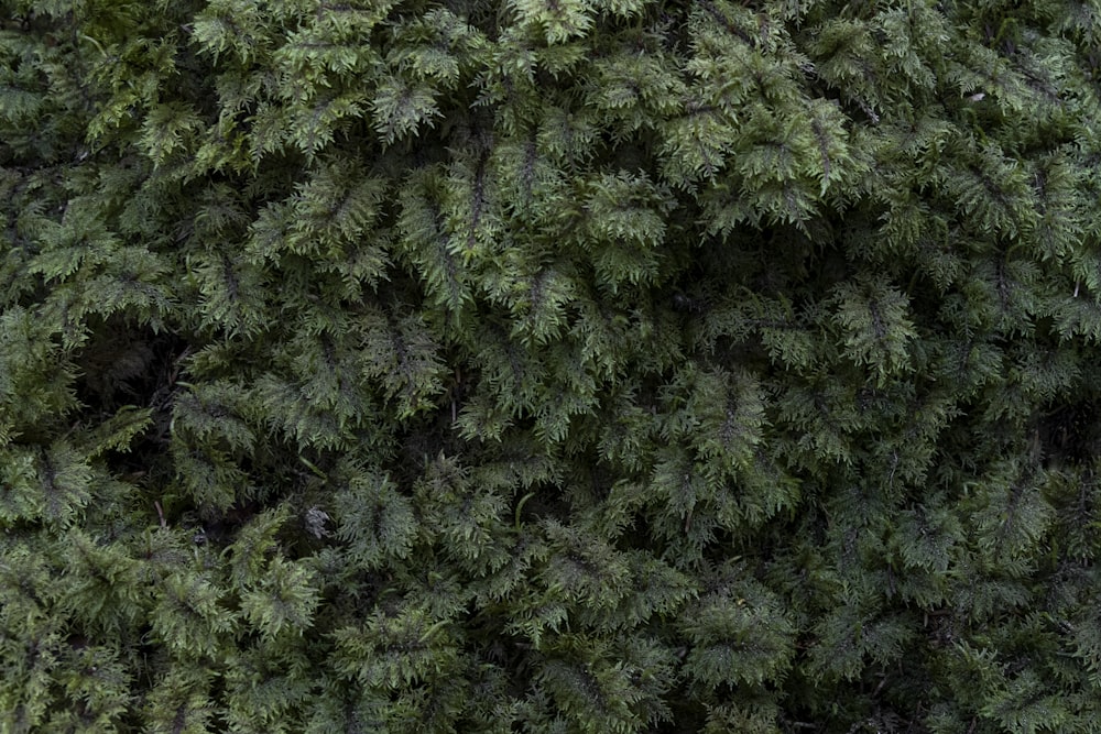 a close up of a tree with lots of green leaves