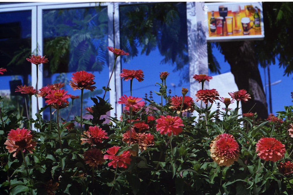 a bunch of red flowers in front of a building