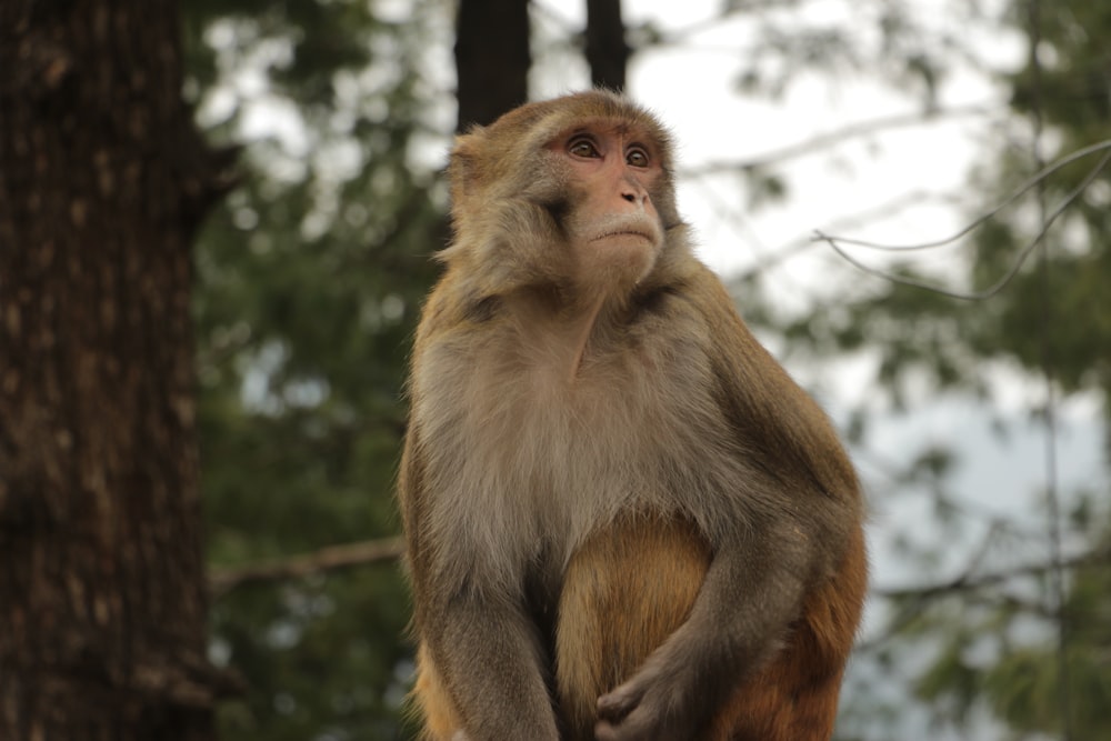 Un singe assis au sommet d’une branche d’arbre