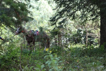 A horse with a saddle stands amidst dense forest foliage, blending into the vibrant greenery and surrounded by tall trees. A partially visible person appears to be holding the horse’s bridle, adding to the sense of adventure or exploration in a nature setting.