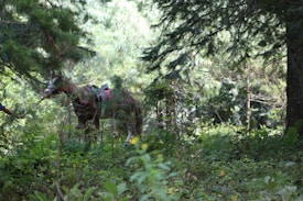 A horse with a saddle stands amidst dense forest foliage, blending into the vibrant greenery and surrounded by tall trees. A partially visible person appears to be holding the horse&rsquo;s bridle, adding to the sense of adventure or exploration in a nature setting.