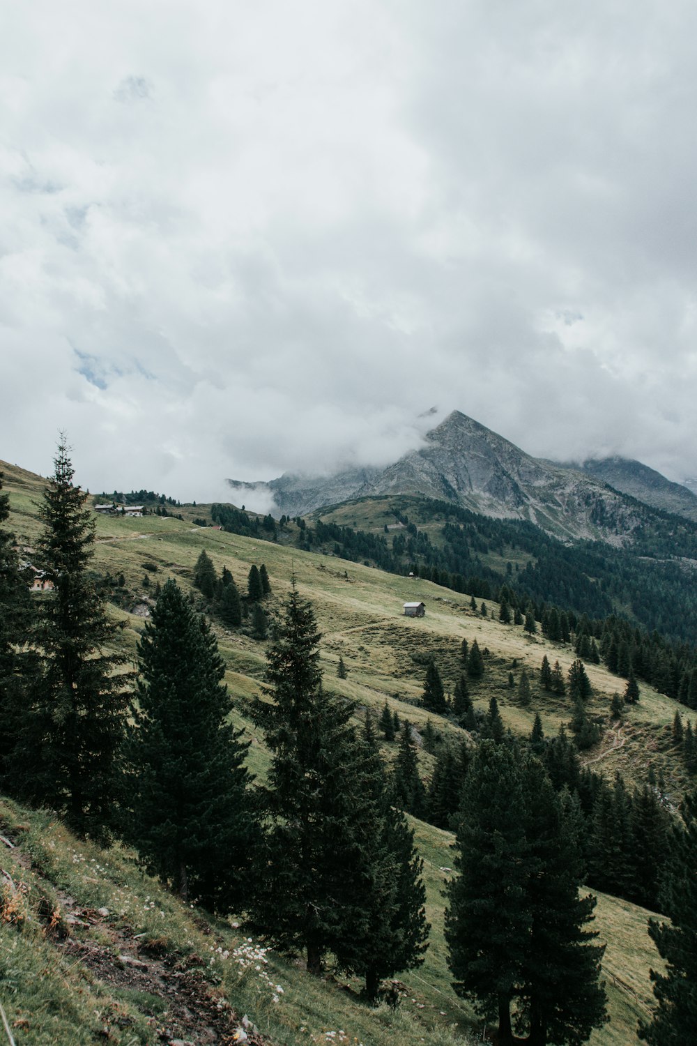 a scenic view of a mountain range with pine trees