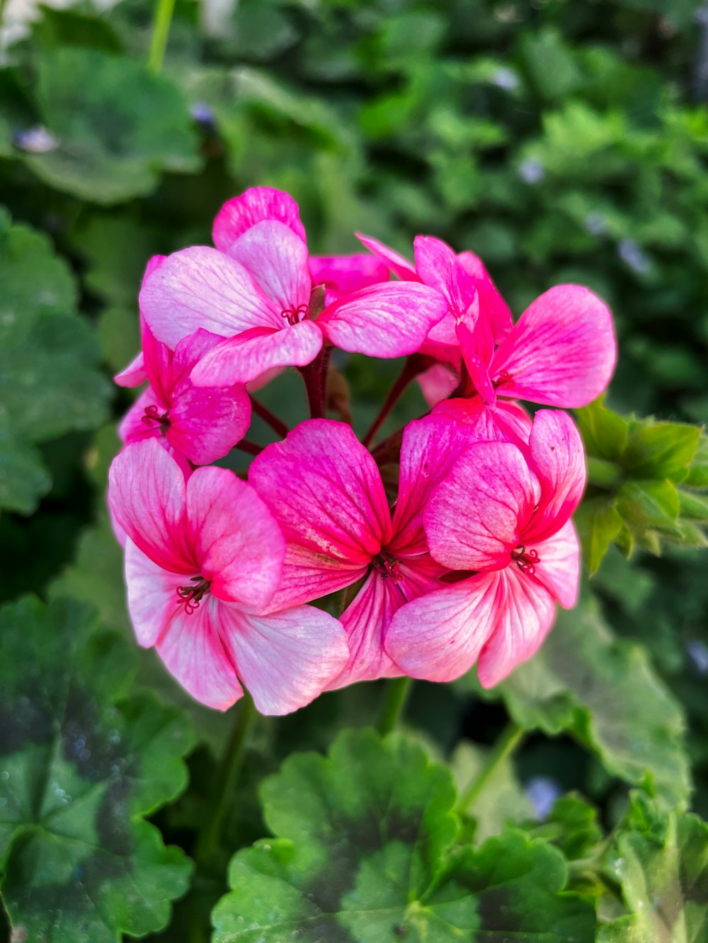 a pink flower with green leaves in the background