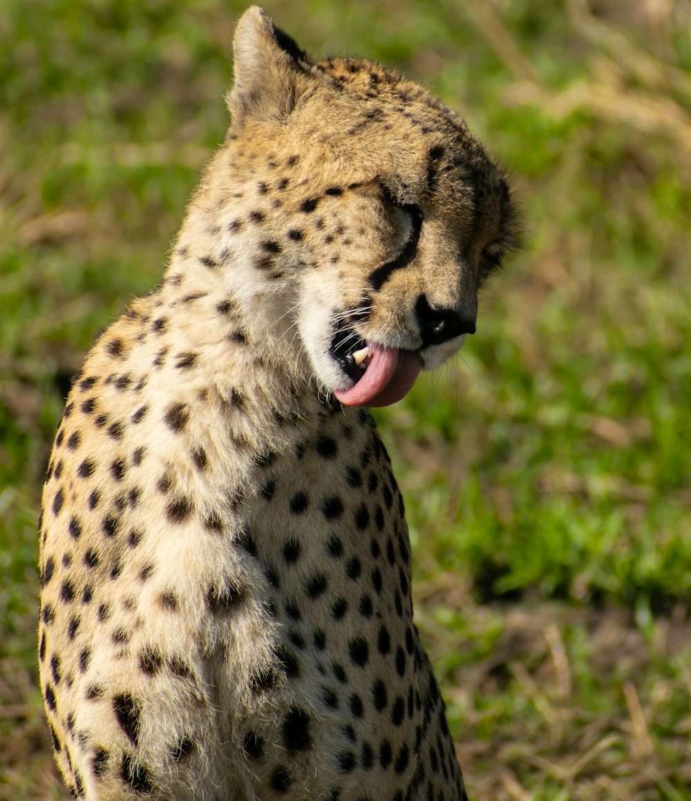 a cheetah yawns while sitting in the grass
