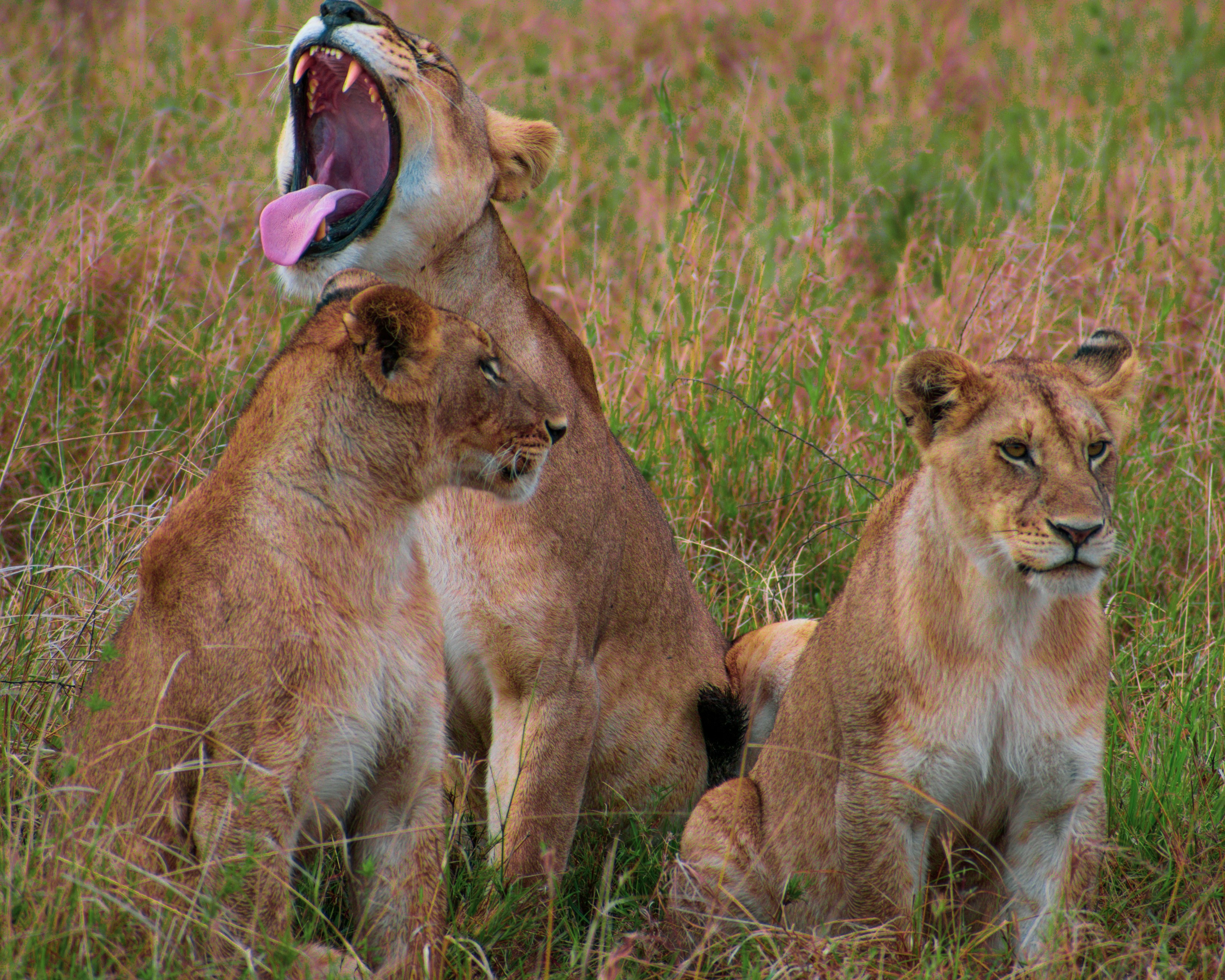 Lion Cubs Learning to Roar (image credits: unsplash)