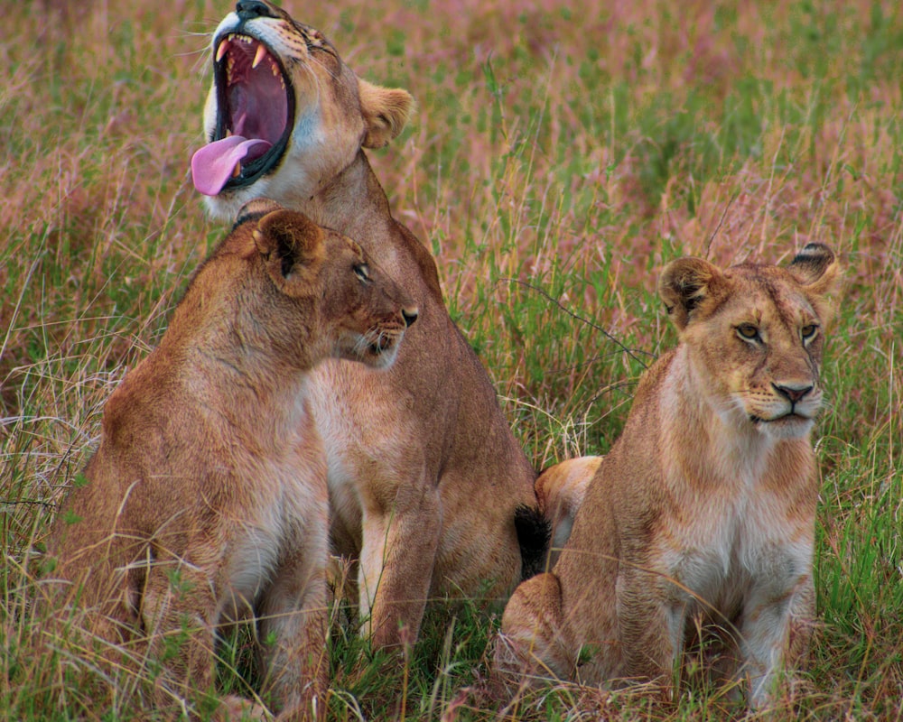 three lions sitting in a field with their mouths open