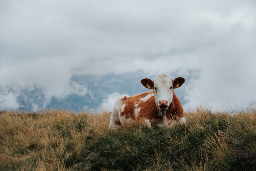 a brown and white cow standing on top of a grass covered hillside