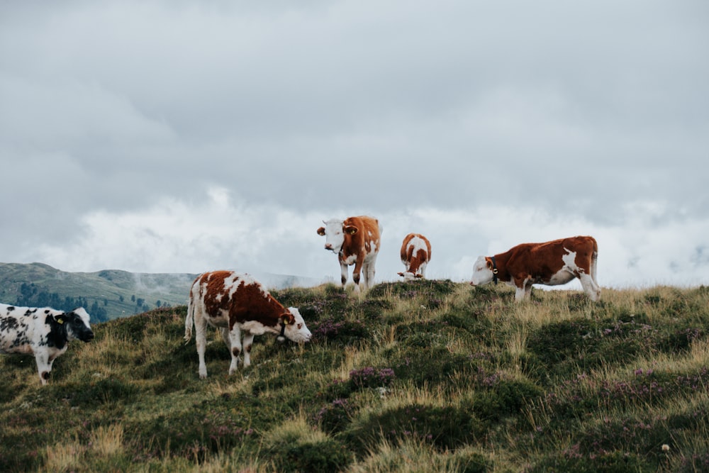um grupo de vacas em pé no topo de uma colina coberta de grama
