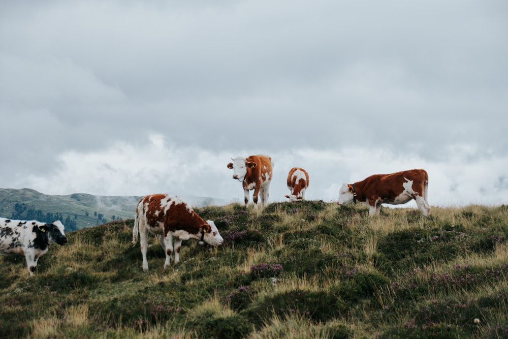 a group of cows standing on top of a grass covered hill