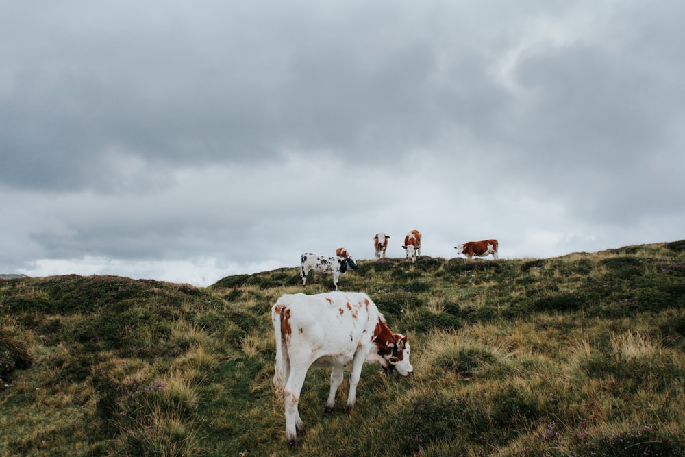 um grupo de vacas pastando em uma colina gramada
