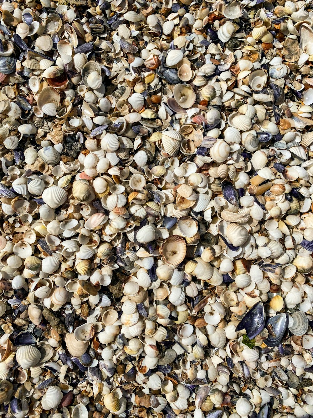 a bunch of shells that are on the ground