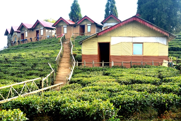 A series of small wooden houses with red roofs are situated on a lush green hill. The houses are built along a path that winds up the hillside, surrounded by tea plants. Tall trees stand in the background, enhancing the landscape.