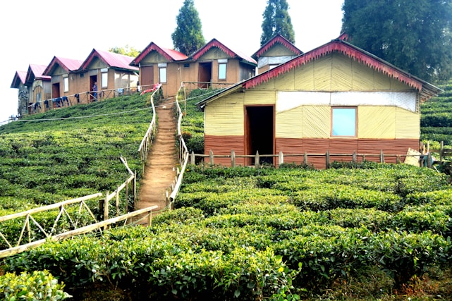 A series of small wooden houses with red roofs are situated on a lush green hill. The houses are built along a path that winds up the hillside, surrounded by tea plants. Tall trees stand in the background, enhancing the landscape.