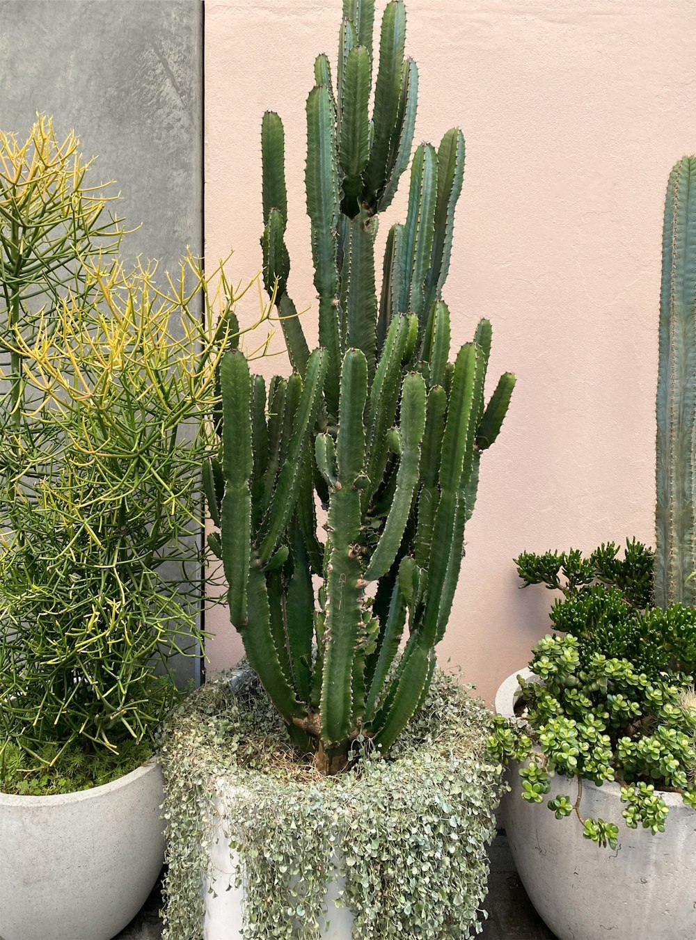 a group of cactus plants sitting next to each other
