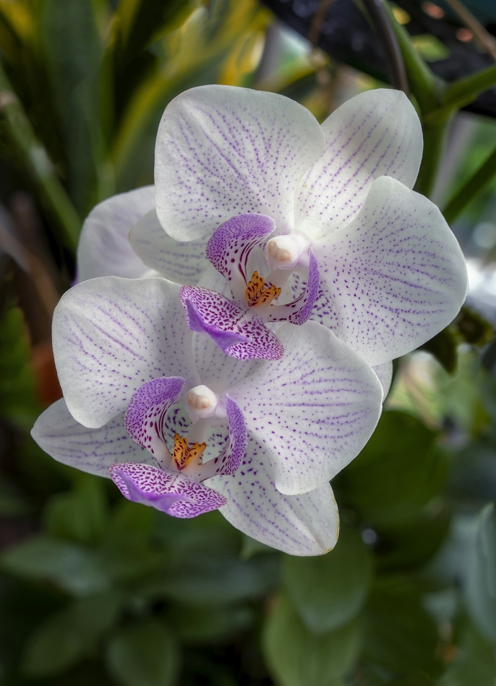 two white and purple orchids with green leaves