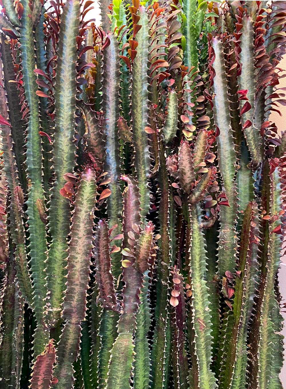 a close up of a cactus plant with lots of leaves