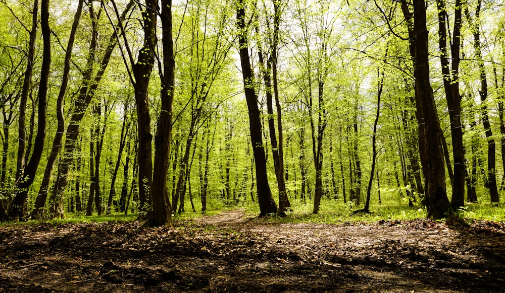 a forest with lots of trees and leaves on the ground