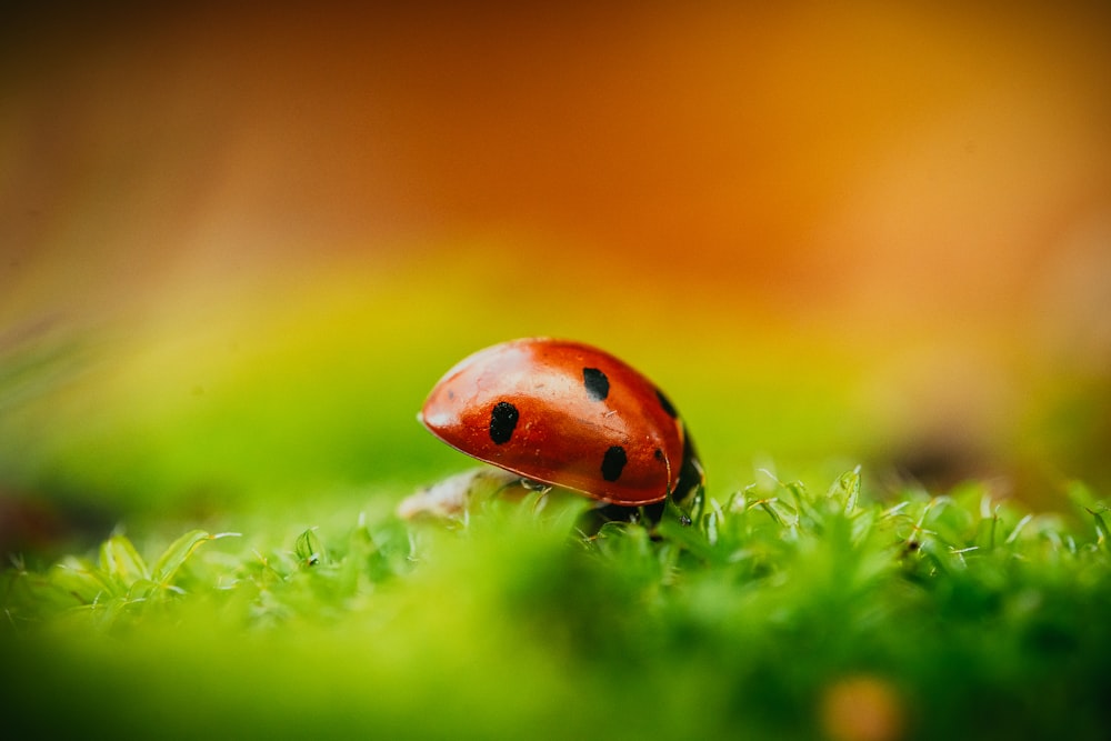 red ladybug on green grass in macro photography