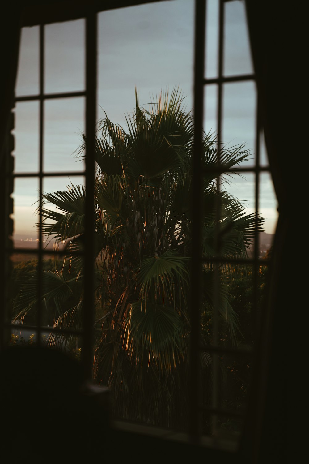 Siluetta della palma durante il tramonto