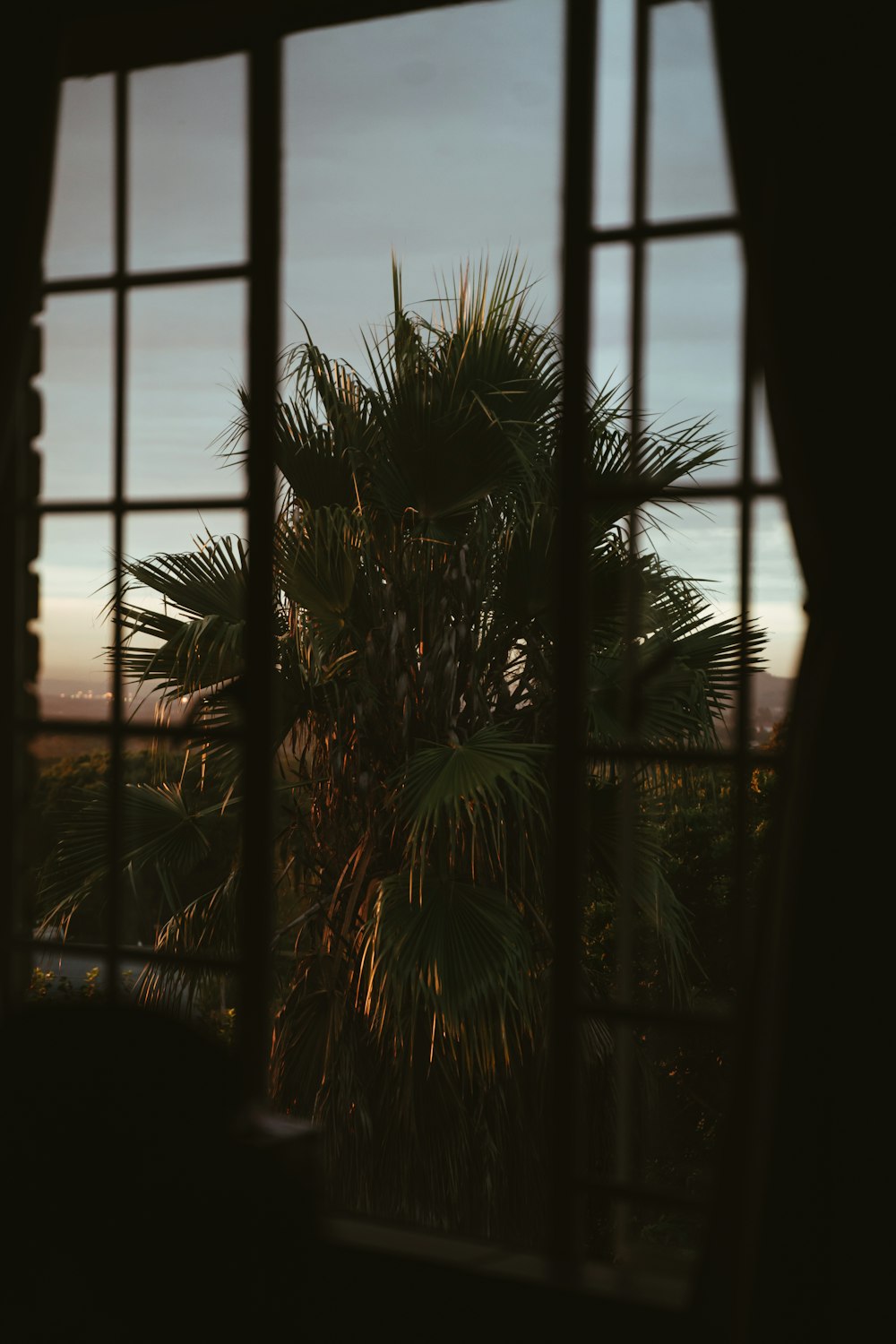 silhouette of palm tree during sunset