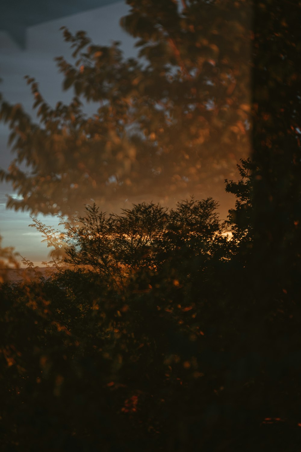 Albero verde sotto cielo arancione durante il tramonto