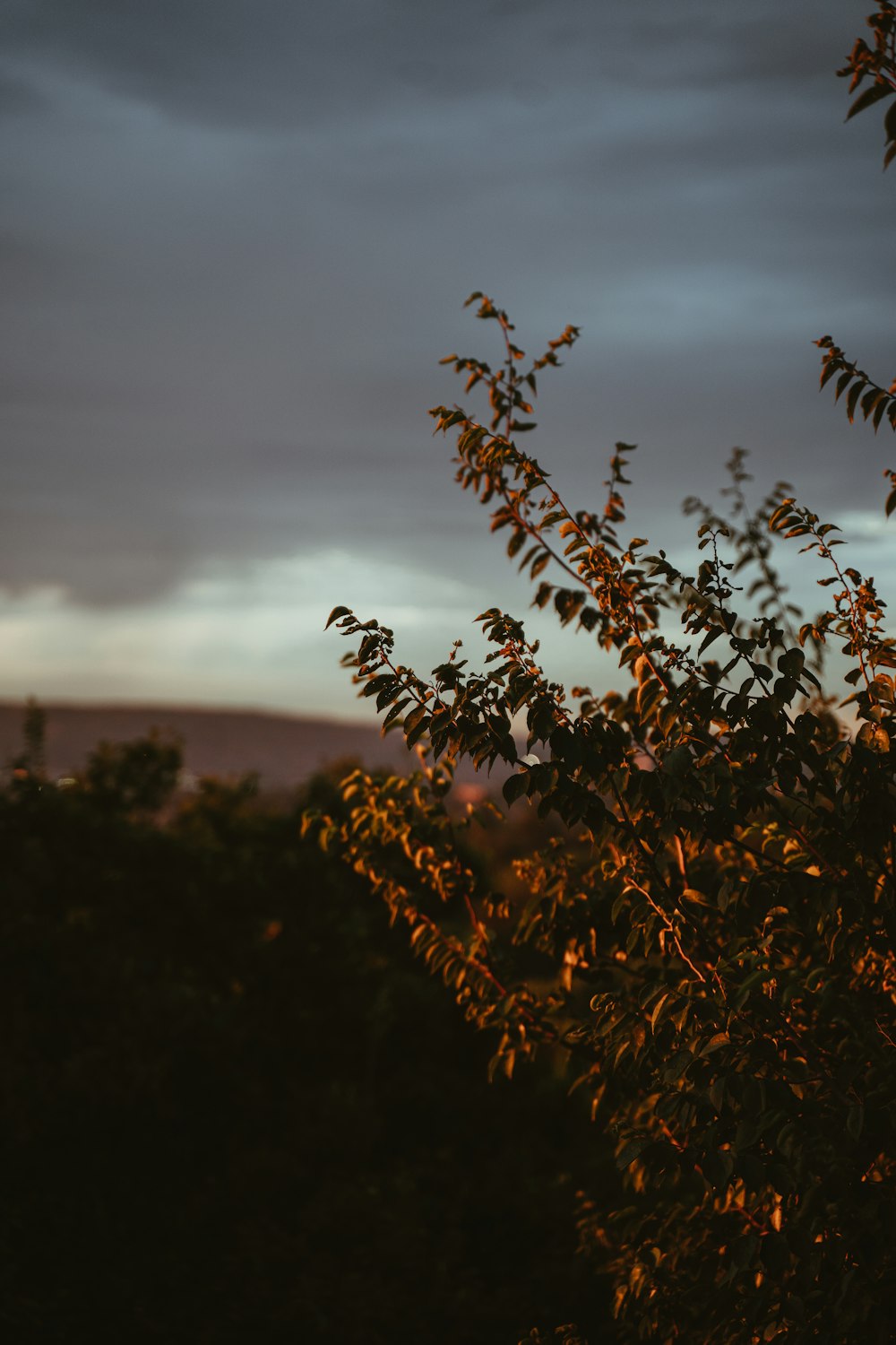 brown plant under cloudy sky during daytime