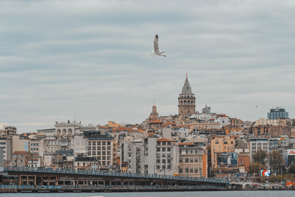 white bird flying over city buildings during daytime