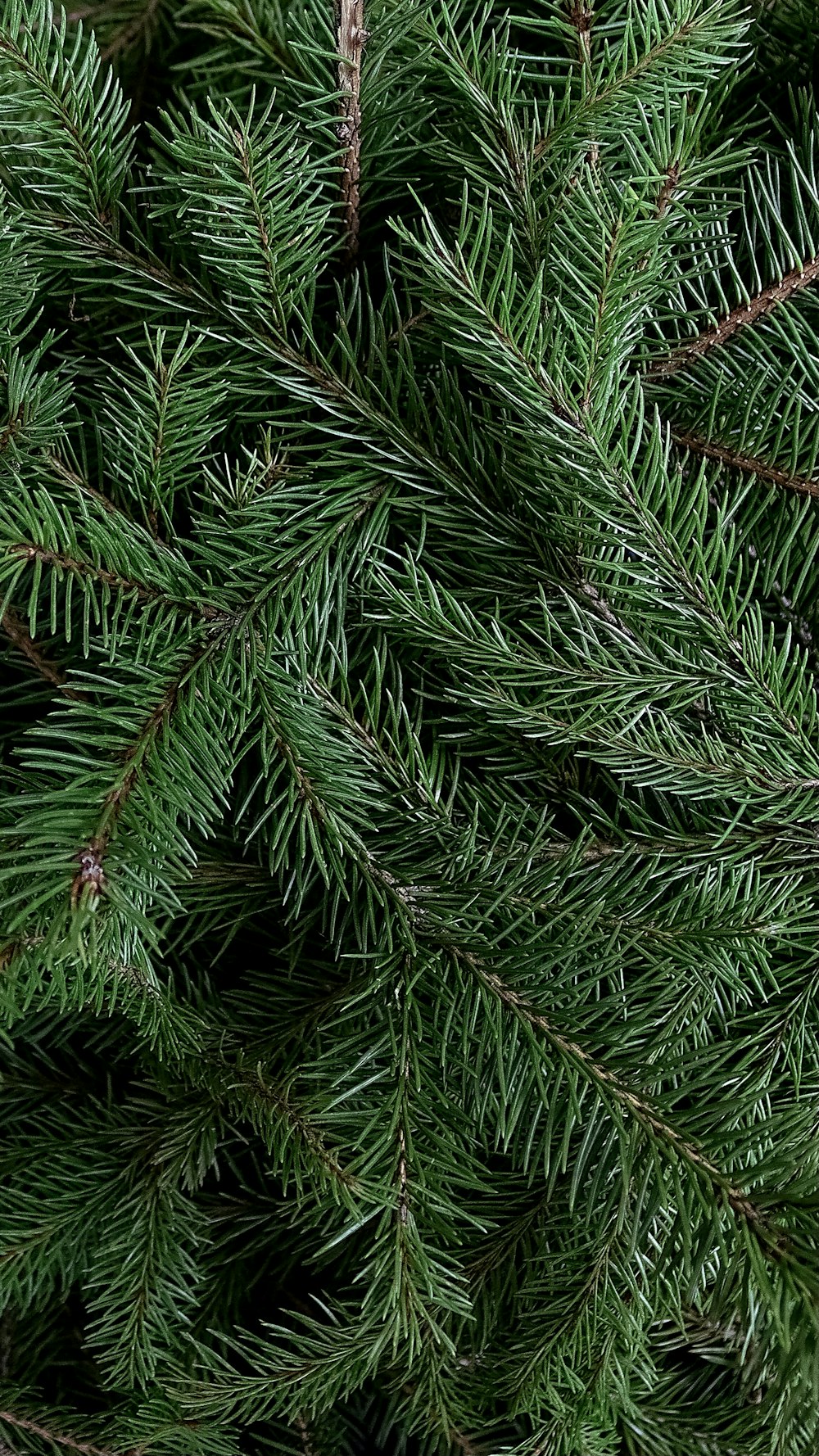 a close up of a pine tree branch