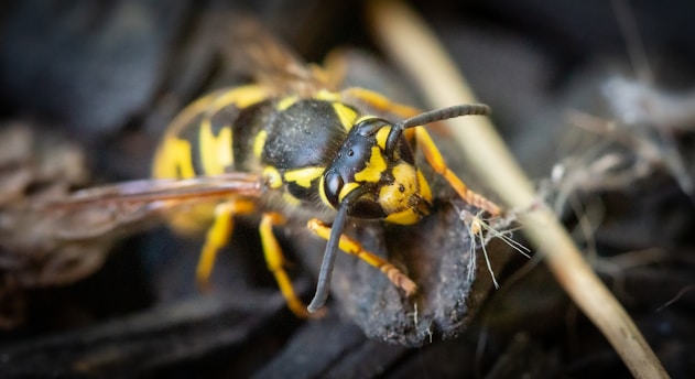 a close up of a yellow and black insect