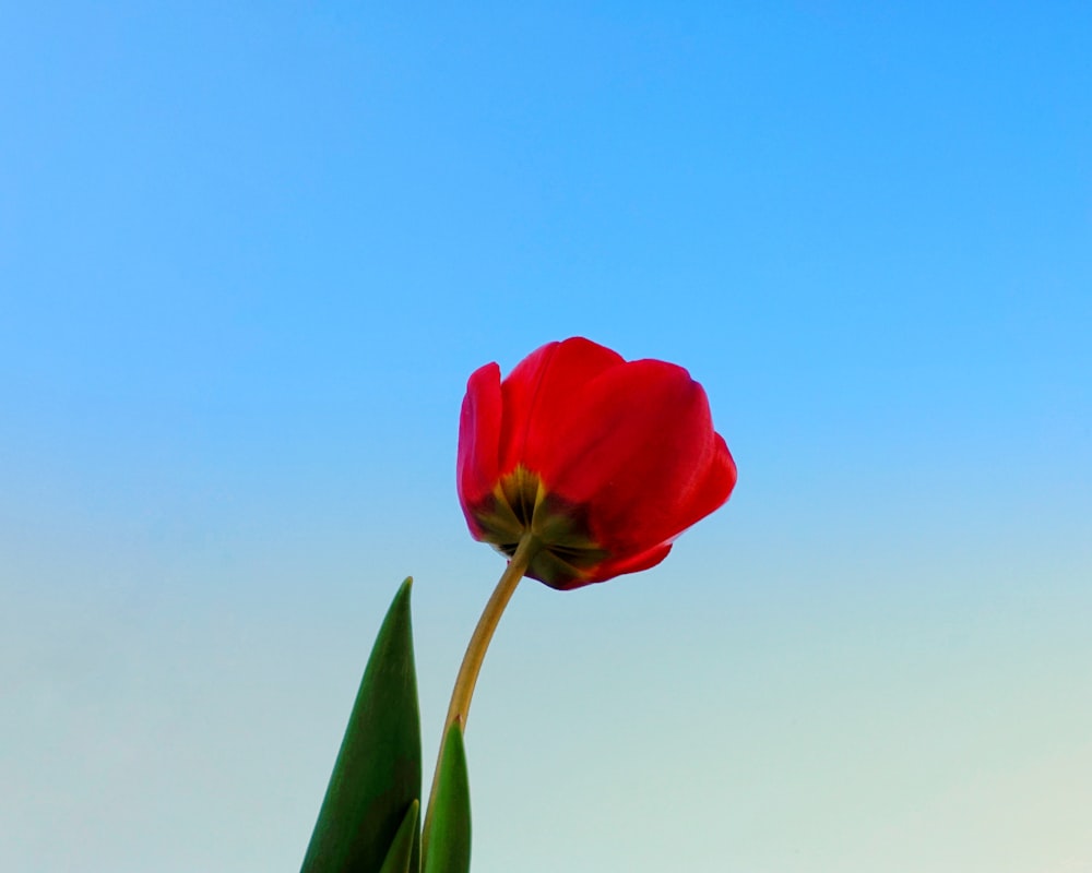 a single red tulip in front of a blue sky
