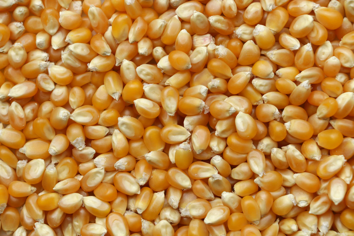 Maize flour